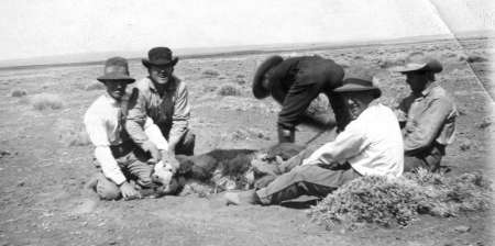 Five men in hats and long sleeves are gathered around a sheep on a barren landscape, appearing to shear or examine the animal.