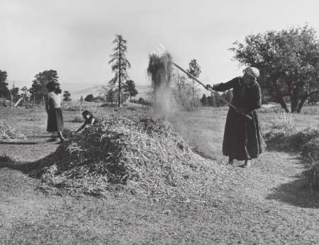 Three people work in a field, with one person using a pitchfork to toss hay onto a pile while others gather material nearby. Trees and hills are visible in the background.