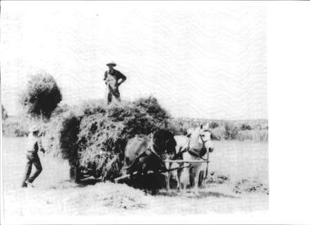 Two men load hay onto a large horse-drawn cart in an open field, with one man standing on the cart and the other standing nearby.