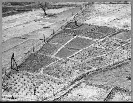 Two people work in a terraced field divided into rectangular plots, with sparse vegetation and a single tree in the background.