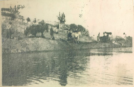 A group of cows stands near the edge of a body of water with trees and rocks in the background.