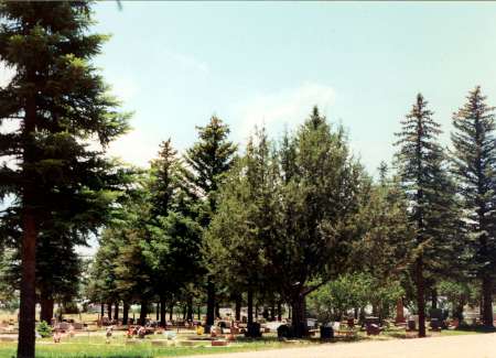 A cemetery with headstones and grave markers scattered among tall evergreen trees under a clear sky.