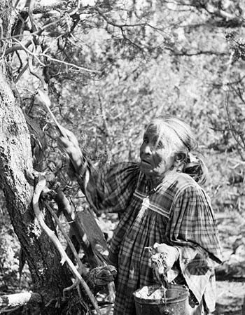 An elderly woman in a plaid dress picks fruit from a tree, holding a stick in one hand and a bucket in the other, surrounded by dense foliage.