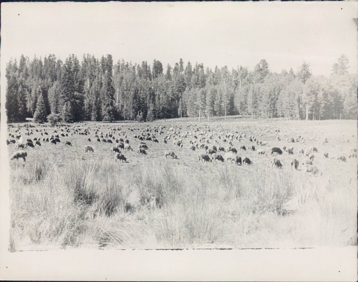 Black and white photo of a large herd of bison grazing in a grassy field, bordered by dense woodland in the background.