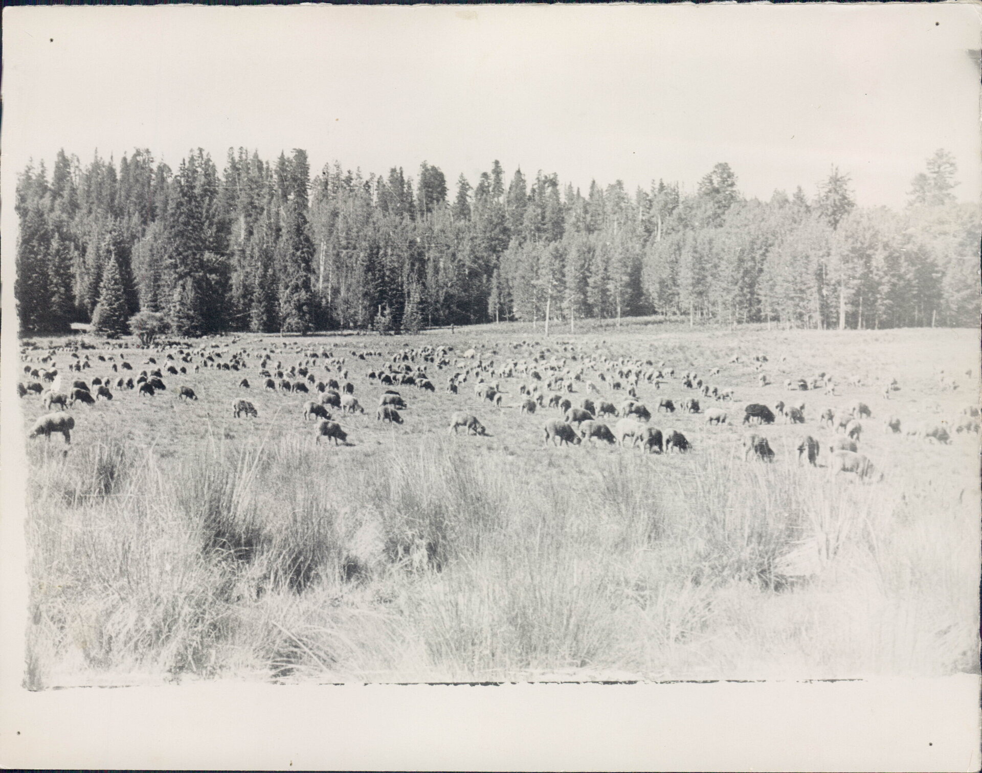 White Mountains Region | Navajo County Library District - Local History