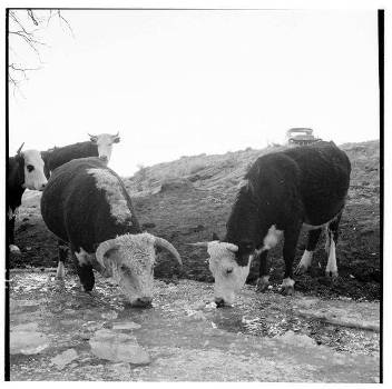 Three cows stand on muddy ground and drink from a shallow stream, with another cow in the background and a mostly clear sky overhead.