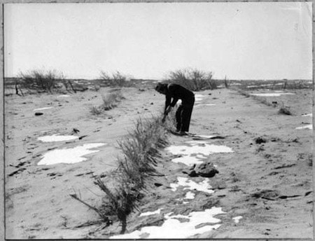 A person bends over to inspect sparse plants growing in a dry, sandy landscape with patches of snow and scattered bushes under a clear sky.