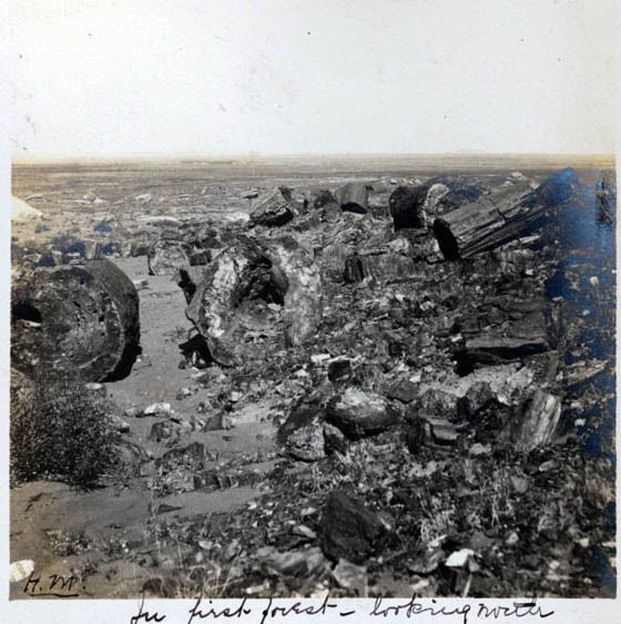 Black and white photo showing large petrified logs scattered across a barren landscape with a handwritten caption at the bottom.