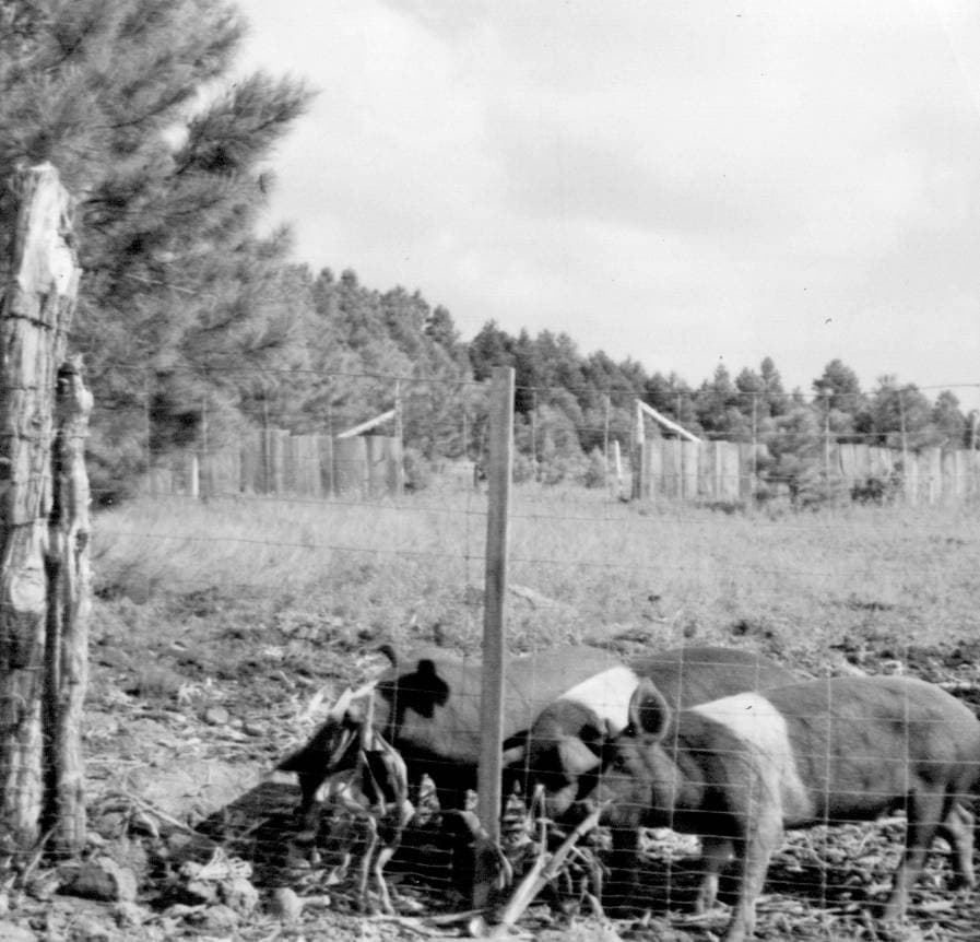 Two pigs stand behind a wire fence in a rural outdoor enclosure with trees and grassy terrain in the background.