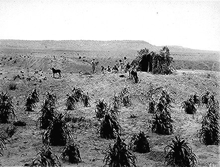 Black-and-white photo of a dry field with clusters of harvested crops, a few people, a horse, and a small shelter in the background under an open sky.