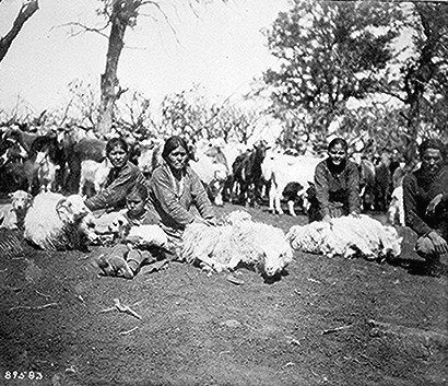 Four people sit on the ground shearing sheep, with a large herd of sheep and goats in the background under trees on a dirt field.
