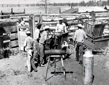 Several men stand around livestock equipment in a fenced outdoor area, with milk cans and wooden structures visible in the background.