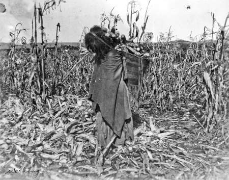 A person stands in a cornfield carrying harvested corn in a basket on their back. The ground is covered with corn stalks and the field extends into the distance.