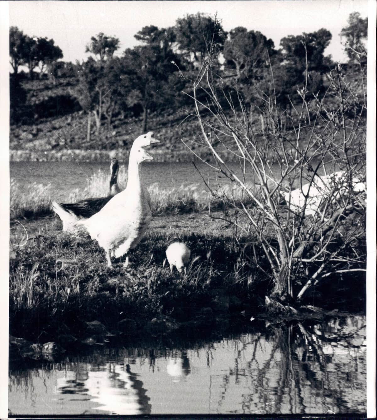 A goose stands on the grassy bank of a pond near a small bush, with trees and water visible in the background.